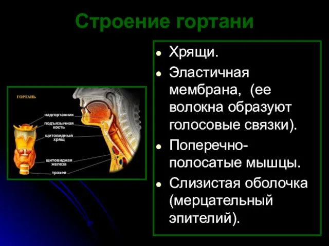 Строение гортани Хрящи. Эластичная мембрана, (ее волокна образуют голосовые связки). Поперечно-полосатые мышцы. Слизистая оболочка (мерцательный эпителий).