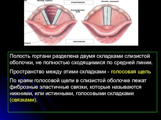 Полость гортани разделена двумя складками слизистой оболочки, не полностью сходящимися по