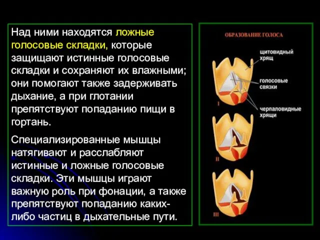 Над ними находятся ложные голосовые складки, которые защищают истинные голосовые складки