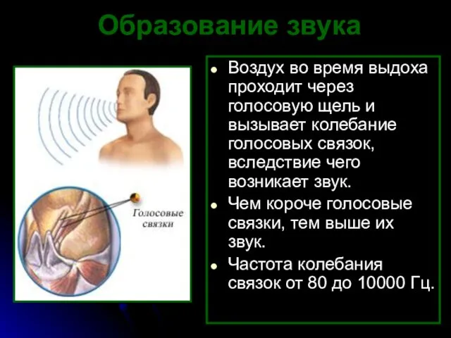 Образование звука Воздух во время выдоха проходит через голосовую щель и