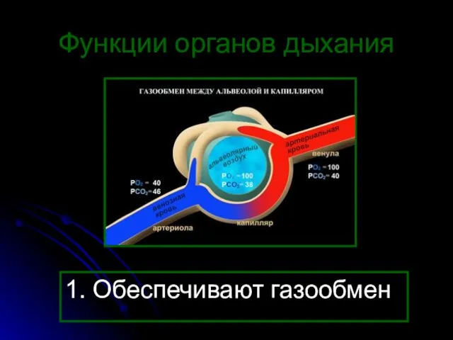 Функции органов дыхания 1. Обеспечивают газообмен