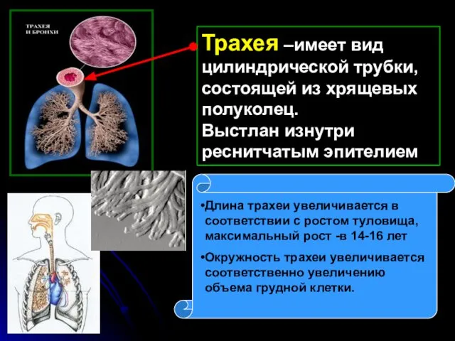 Трахея –имеет вид цилиндрической трубки, состоящей из хрящевых полуколец. Выстлан изнутри реснитчатым эпителием