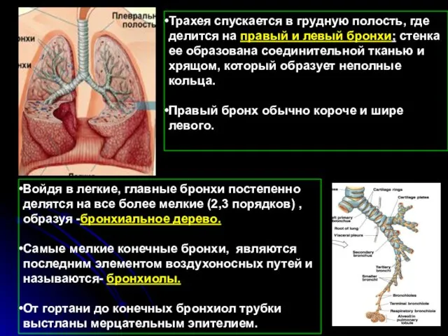 Трахея спускается в грудную полость, где делится на правый и левый