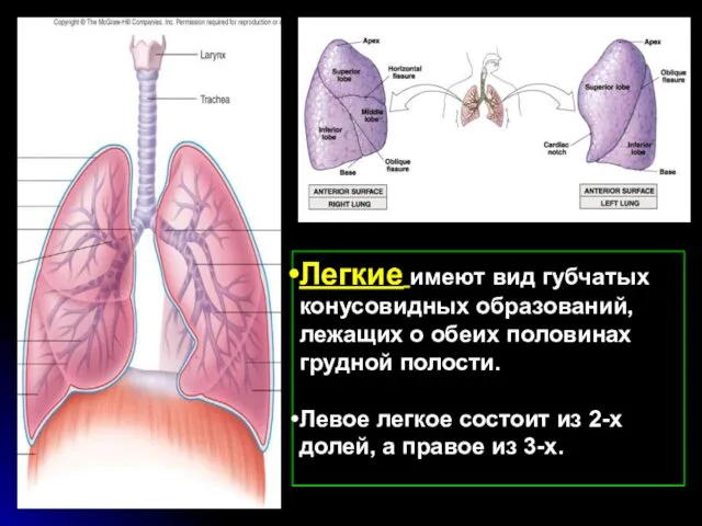 Легкие имеют вид губчатых конусовидных образований, лежащих о обеих половинах грудной