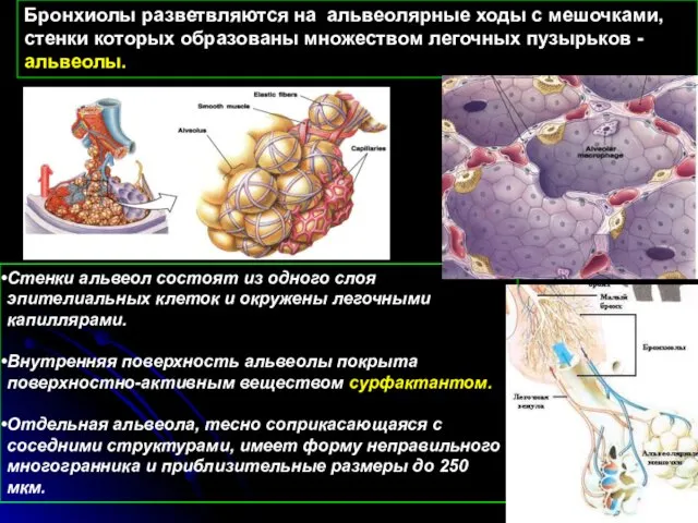 Бронхиолы разветвляются на альвеолярные ходы с мешочками, стенки которых образованы множеством