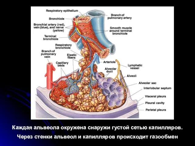 Каждая альвеола окружена снаружи густой сетью капилляров. Через стенки альвеол и капилляров происходит газообмен