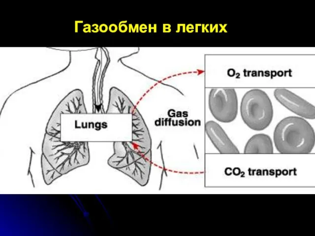 Газообмен в легких