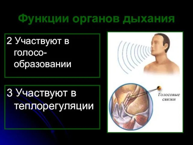 Функции органов дыхания 2 Участвуют в голосо-образовании 3 Участвуют в теплорегуляции