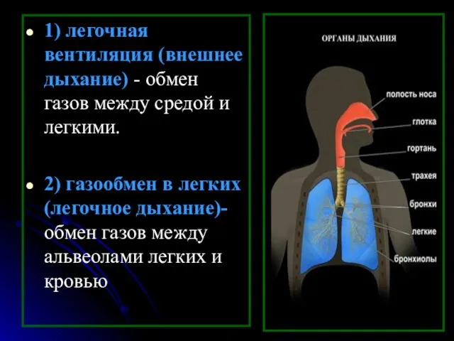 1) легочная вентиляция (внешнее дыхание) - обмен газов между средой и