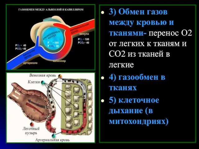 3) Обмен газов между кровью и тканями- перенос О2 от легких