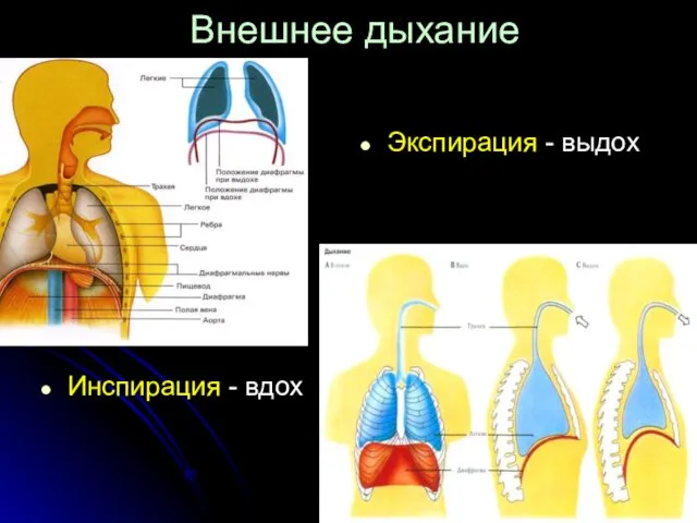 Внешнее дыхание Инспирация - вдох Экспирация - выдох