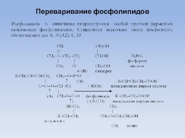 Переваривание фосфолипидов