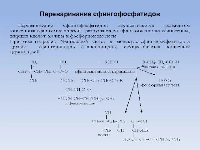 Переваривание сфингофосфатидов