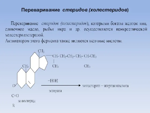 Переваривание стеридов (холестеридов)