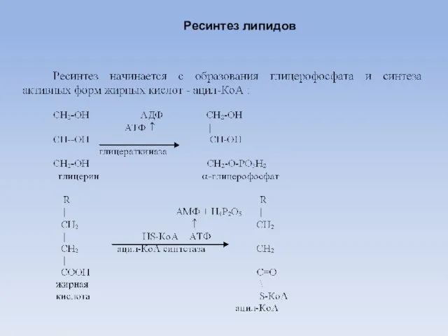 Ресинтез липидов