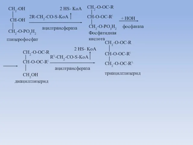 CH2-OH CH-OH CH2-O-PO3H2 глицерофосфат 2R-CH2-CO-S-KoA 2 HS- KoA CH2-O-OC-R CH-O-OC-R\ CH2-O-PO3H2