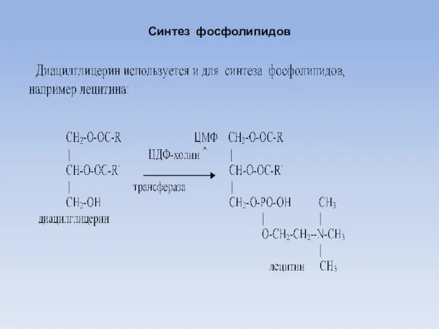 Синтез фосфолипидов