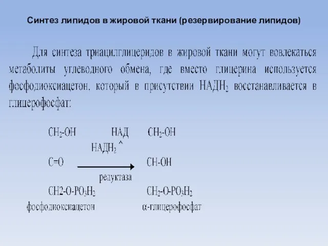 Синтез липидов в жировой ткани (резервирование липидов)