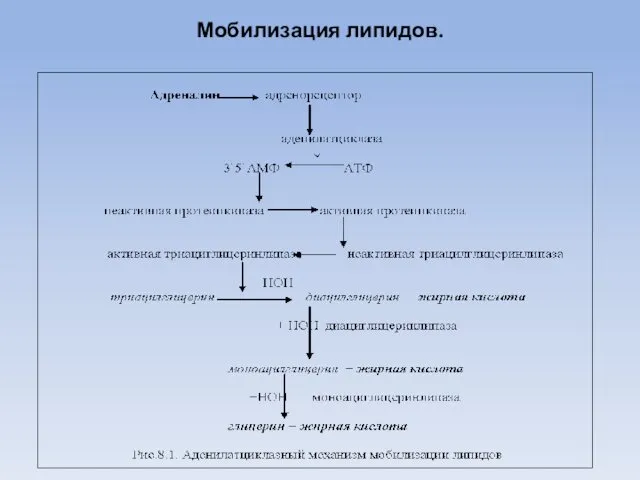 Мобилизация липидов.