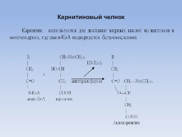 Карнитиновый челнок