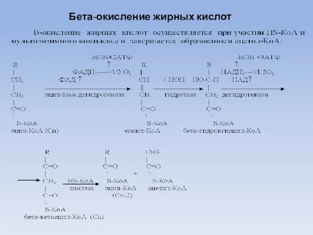 Бета-окисление жирных кислот