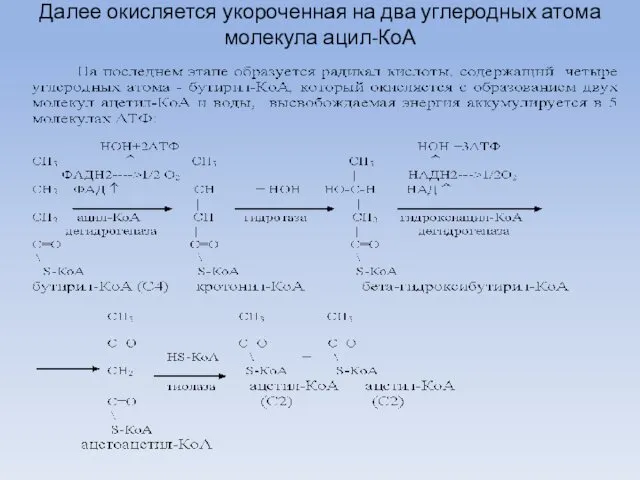 Далее окисляется укороченная на два углеродных атома молекула ацил-КоА