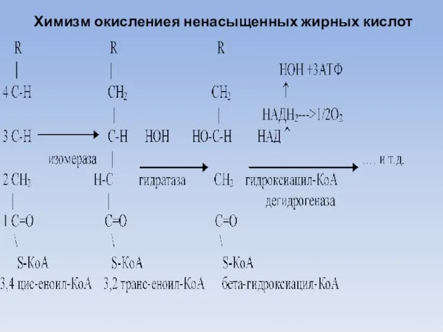 Химизм окислениея ненасыщенных жирных кислот