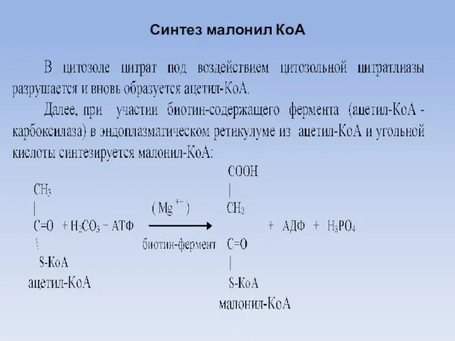 Синтез малонил КоА