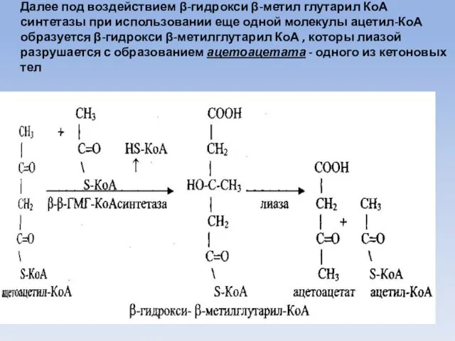 Далее под воздействием β-гидрокси β-метил глутарил КоА синтетазы при использовании еще