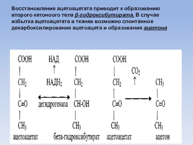 Восстановление ацетоацетата приводит к образованию второго кетоноого тела β-гидроксибутирата. В случае