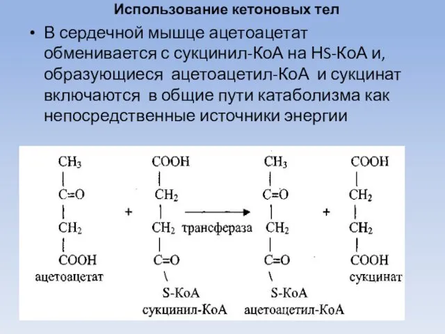 Использование кетоновых тел В сердечной мышце ацетоацетат обменивается с сукцинил-КоА на