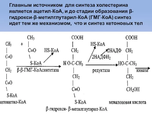 Главным источником для синтеза холестерина является ацетил-КоА, и до стадии образования