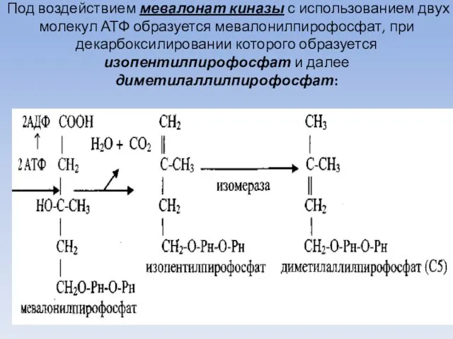 Под воздействием мевалонат киназы с использованием двух молекул АТФ образуется мевалонилпирофосфат,