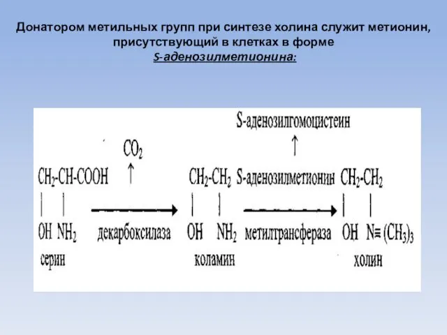 Донатором метильных групп при синтезе холина служит метионин, присутствующий в клетках в форме S-аденозилметионина: