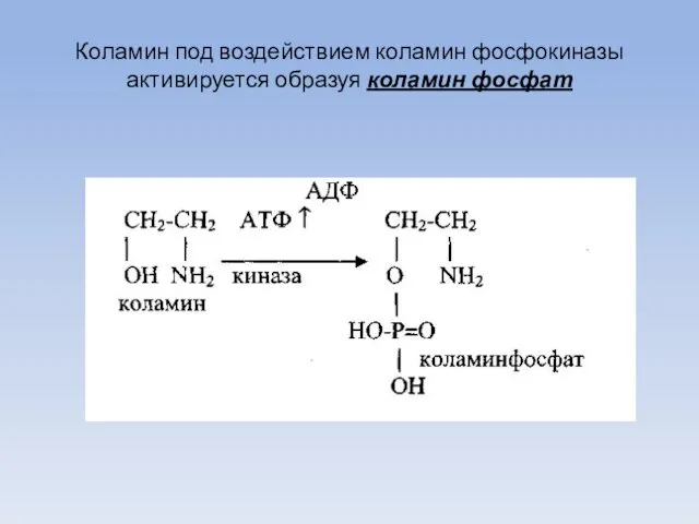 Коламин под воздействием коламин фосфокиназы активируется образуя коламин фосфат