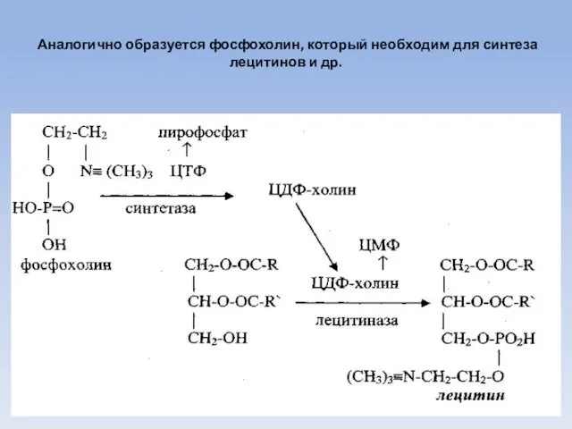 Аналогично образуется фосфохолин, который необходим для синтеза лецитинов и др.
