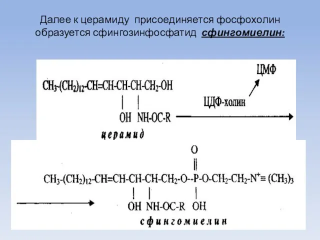 Далее к церамиду присоединяется фосфохолин образуется сфингозинфосфатид сфингомиелин: