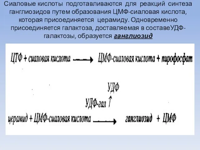 Сиаловые кислоты подготавливаются для реакций синтеза ганглиозидов путем образования ЦМФ-сиаловая кислота,