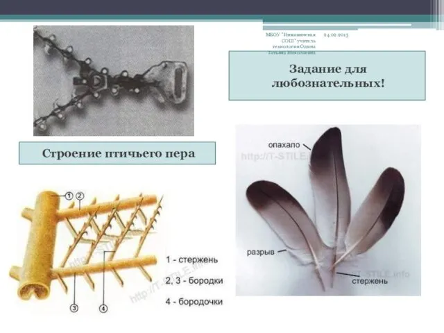 Строение птичьего пера Задание для любознательных! 24.02.2013 МБОУ "Инжавинская СОШ" учитель технологии Одина Татьяна Николаевна