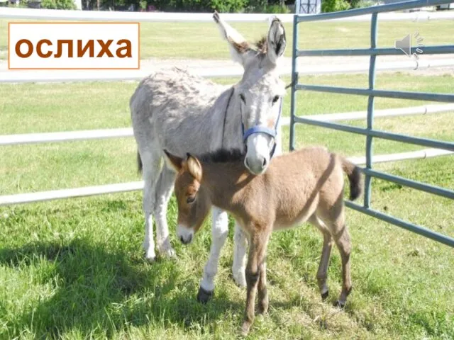 Опустив печально хвостик, Маму ждет послушный ослик. Целый день должна трудиться