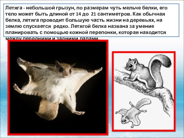 Летяга - небольшой грызун, по размерам чуть мельче белки, его тело