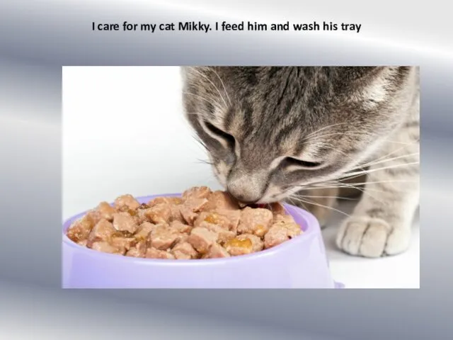 I care for my cat Mikky. I feed him and wash his tray