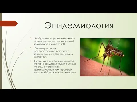 Эпидемиология Возбудитель в организме комара развивается при среднесуточной температуре выше +16оС.