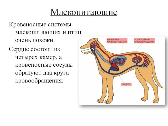 Млекопитающие Кровеносные системы млекопитающих и птиц очень похожи. Сердце состоит из