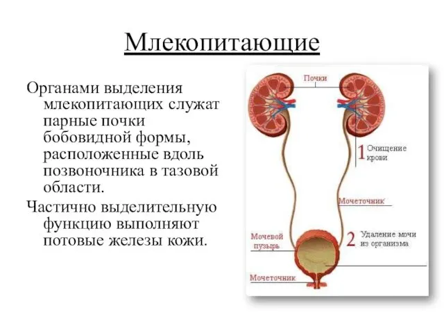 Млекопитающие Органами выделения млекопитающих служат парные почки бобовидной формы, расположенные вдоль