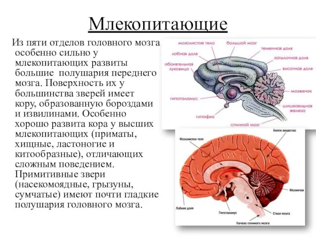 Млекопитающие Из пяти отделов головного мозга особенно сильно у млекопитающих развиты