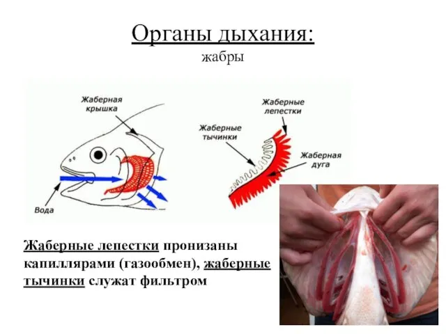 Органы дыхания: жабры Жаберные лепестки пронизаны капиллярами (газообмен), жаберные тычинки служат фильтром