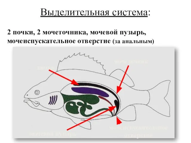 Выделительная система: 2 почки, 2 мочеточника, мочевой пузырь, мочеиспускательное отверстие (за