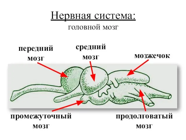 Нервная система: головной мозг передний мозг промежуточный мозг средний мозг мозжечок продолговатый мозг