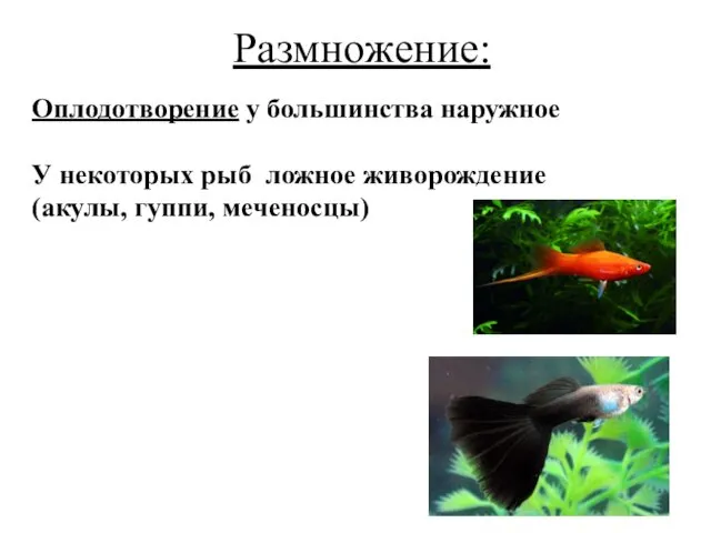 Размножение: Оплодотворение у большинства наружное У некоторых рыб ложное живорождение (акулы, гуппи, меченосцы)